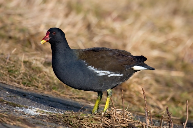 Common Moorhen in Aswan Common Moorhen in Aswan